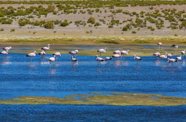 Bolivya Altiplano Gölü 'nde flamingo. Vahşi doğa.