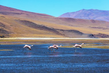 Bolivya Altiplano Gölü 'nde flamingo. Vahşi doğa.
