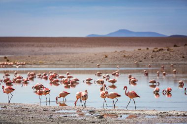 Bolivya Altiplano Gölü 'nde flamingo. Vahşi doğa.