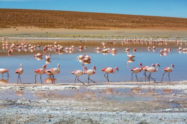 Bolivya Altiplano Gölü 'nde flamingo. Vahşi doğa.