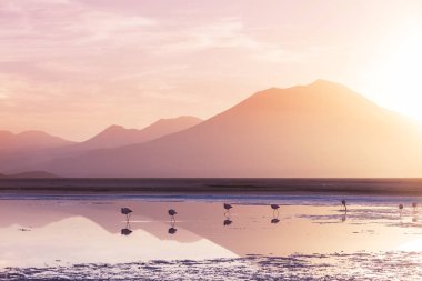 Bolivya Altiplano Gölü 'nde flamingo. Vahşi doğa.