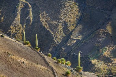Puya Raimondii Santralleri Peru And Dağları, Güney Amerika 'da.