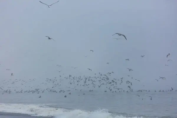 海岸の海鳥たち — ストック写真