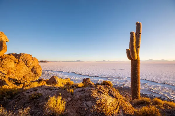 Gran Cactus Isla Incahuasi Salar Uyuni Altiplano Bolivia Paisajes Naturales — Foto de Stock
