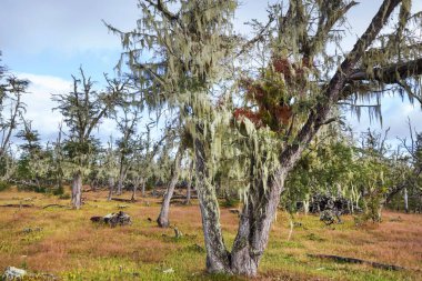 Lichen-covered Antarctic beech (Nothofagus sp.) forests near Ushuaia, Argentina clipart