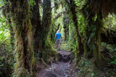 Pumalin Park, Carretera Austral, Şili 'deki yağmur ormanlarında yürüyüş yapan adamlar.