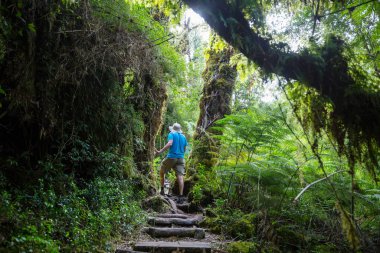 Pumalin Park, Carretera Austral, Şili 'deki yağmur ormanlarında yürüyüş yapan adamlar.