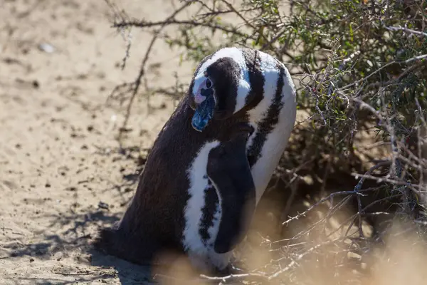 Magellán Pingvin Egyede Megtalálható Magellanicus Patagonia Argentína — Stock Fotó