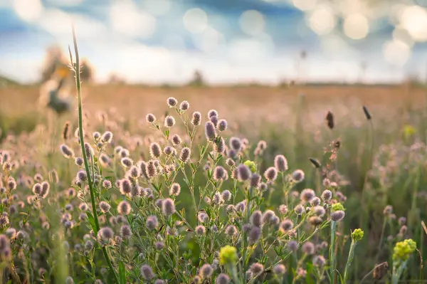 Zonnige Dag Bloemenweide Prachtige Natuurlijke Achtergrond Wilde Planten Natuur — Stockfoto