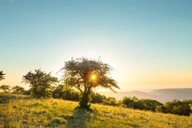 Çiçek çayırında güneşli bir gün. Güzel doğal arka plan. Doğadaki yabani bitkiler.