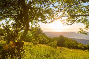 Çiçek çayırında güneşli bir gün. Güzel doğal arka plan. Doğadaki yabani bitkiler.