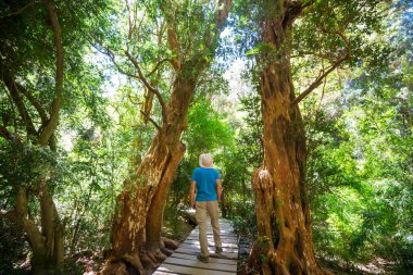 Ormandaki patikada yürüyüş yapan bir adam. Doğa yürüyüşü açık havada.