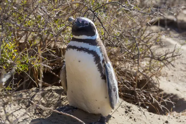 Magellanic Penguin Spheniscus Magellanicus Patagonia Argentina — Stock Photo, Image