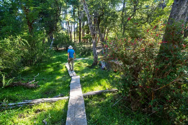 Man Hiking Bay Trail Forest Nature Leisure Hike Travel Outdoor — Stock Photo, Image