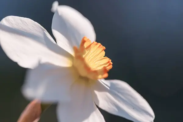 Квіти Нарцисів Розмитому Фоні Ліцензійні Стокові Зображення