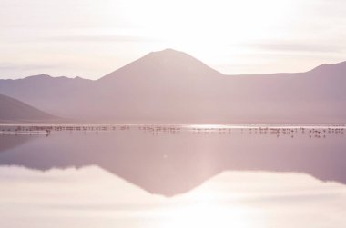 Bolivya Altiplano Gölü 'nde flamingo. Vahşi doğa.