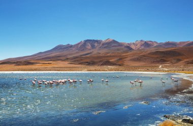 Bolivya Altiplano Gölü 'nde flamingo. Vahşi doğa.