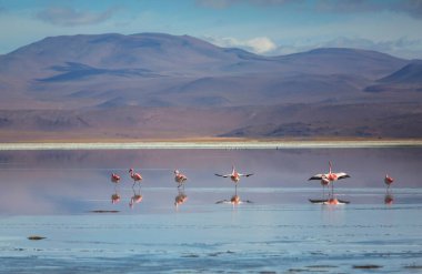 Bolivya Altiplano Gölü 'nde flamingo. Vahşi doğa.