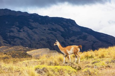 Wild vicunas in Bolivia, South America clipart
