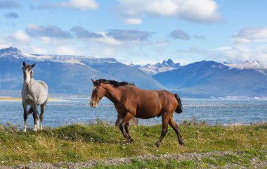 Ushuaia, Arjantin 'de dünyanın sonundaki atlar.