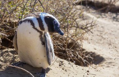 Macellan pengueni (Spheniscus magellanicus) Patagonia, Arjantin için.