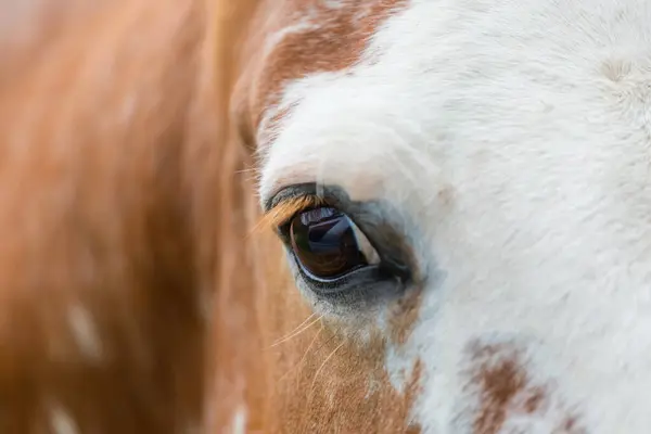 Eye Horse Close — Stock Photo, Image
