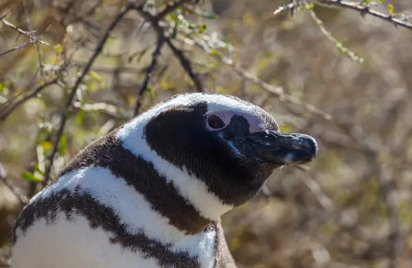 Magellán Pingvin Egyede Megtalálható Magellanicus Patagonia Argentína — Stock Fotó