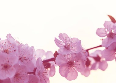 Bahar bahçesinde çiçek açan ağaç. Güzel bahar doğal arka plan.