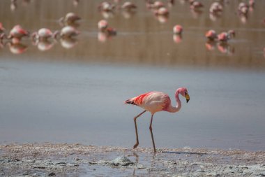 Bolivya Altiplano Gölü 'nde flamingo. Vahşi doğa.