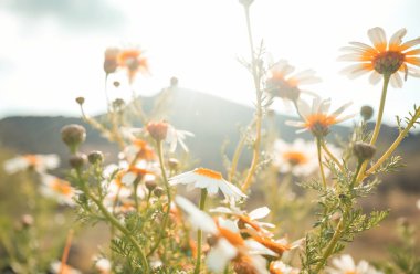 Güneşli çayırlarda papatyalar
