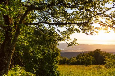 Yaz sezonunda yeşil dağlar çayır