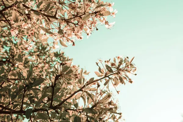 Blommande Träd Vårträdgården Vacker Vår Naturlig Bakgrund — Stockfoto