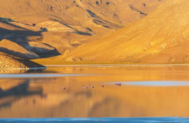 Bolivya Altiplano Gölü 'nde flamingo. Vahşi doğa.