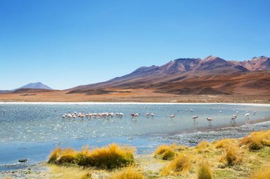 Bolivya Altiplano Gölü 'nde flamingo. Vahşi doğa.