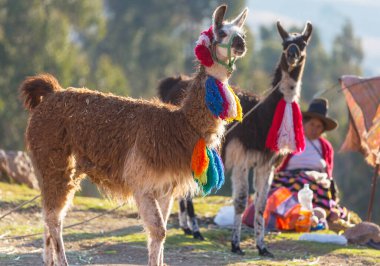Peru 'da renkli dekorlu bir lama.