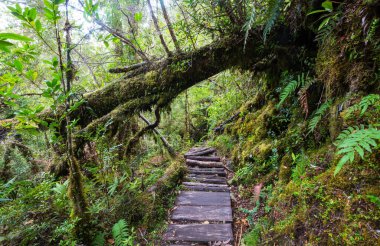 Muhteşem yağmur ormanları. Kalın yosun tabakalarıyla kaplı ağaçlar.