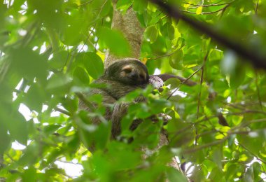 The sloth on the tree in Costa Rica, Central America clipart