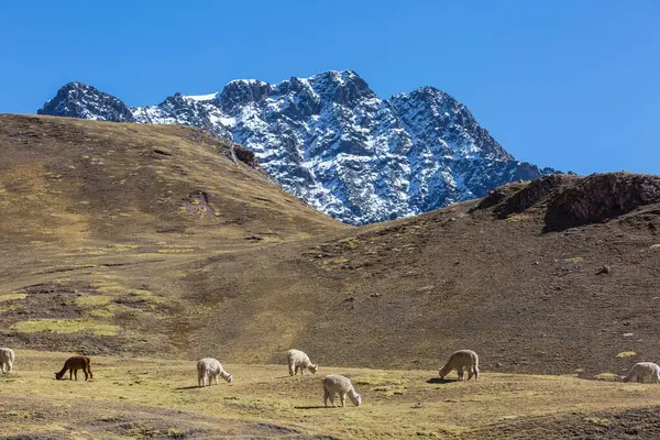 Dağları Bolivya Güney Amerika Şirin Alpaka — Stok fotoğraf