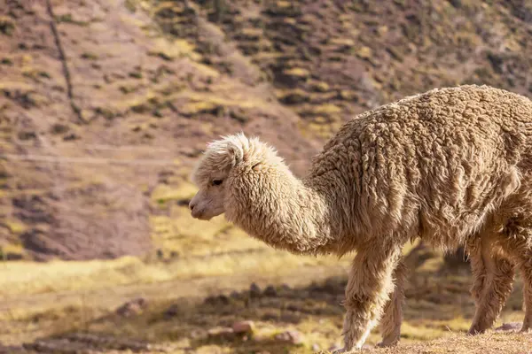 Cute Alpaca Andes Bolivia South America — Stock Photo, Image