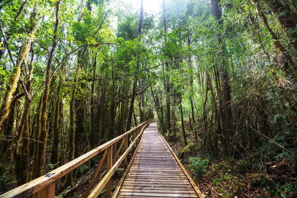 緑の雨林のパスウェイ — ストック写真
