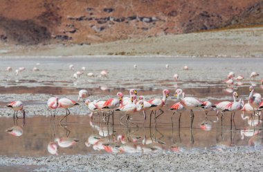 Bolivya Altiplano Gölü 'nde flamingo. Vahşi doğa.