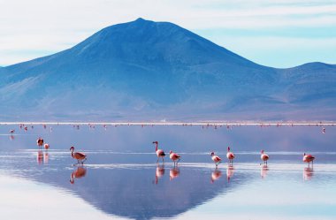 Bolivya Altiplano Gölü 'nde flamingo. Vahşi doğa.