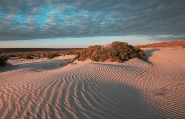 Grass in the sand desert