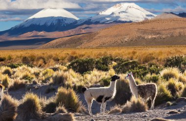 Llama in remote area of Bolivia clipart