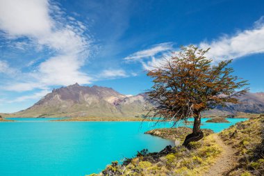 Perito Moreno Ulusal Parkı Arjantin, Güney Amerika.