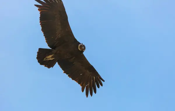 Flying Condor Colca Canyon Peru South America — Stock Photo, Image