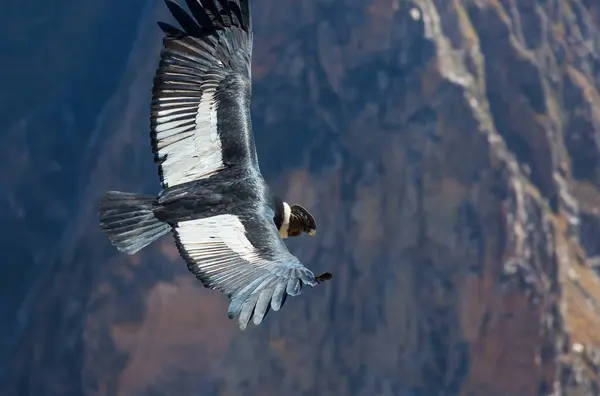 Ιπτάμενος Κόνδορας Στο Φαράγγι Κόλκα Περού Νότια Αμερική Royalty Free Φωτογραφίες Αρχείου