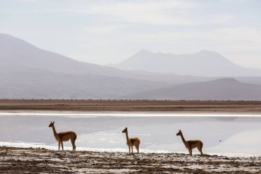 Wild vicunas in Bolivia, South America clipart