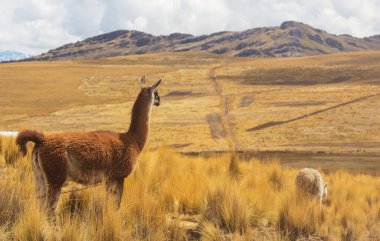 Bolivya 'nın uzak bölgelerindeki Lama