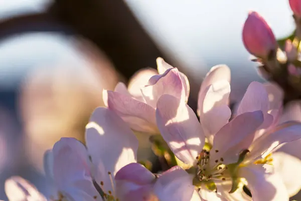 在春天的花园里 枝繁叶茂 美丽的春天自然背景 — 图库照片